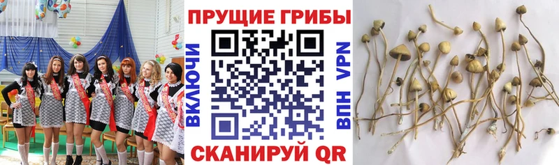 нарко площадка формула  Учалы  Псилоцибиновые грибы прущие грибы 